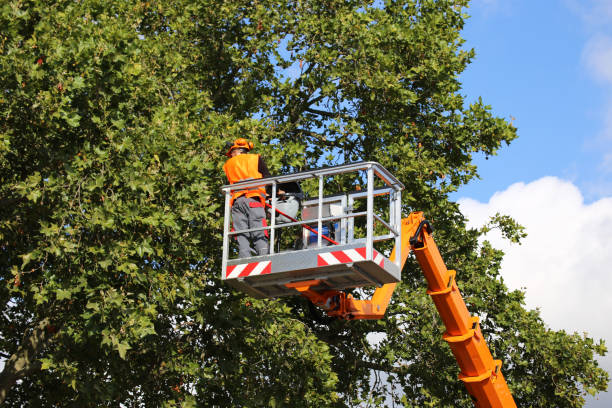 Best Fruit Tree Pruning  in Kootenai, ID