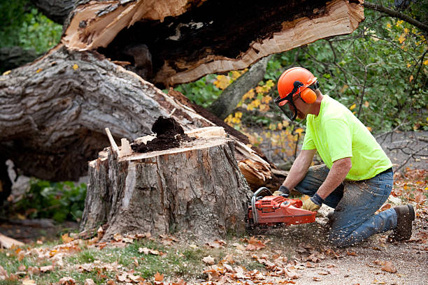 Best Tree Disease Treatment  in Kootenai, ID