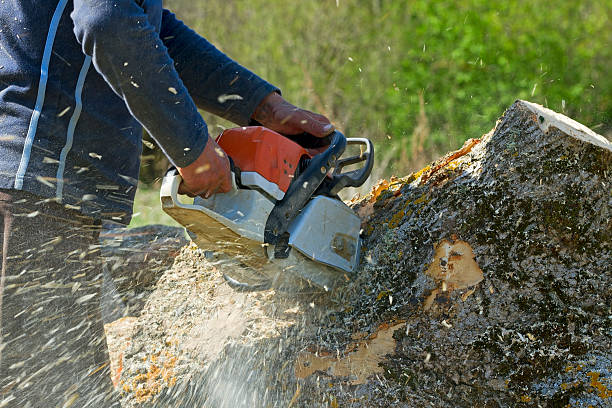 Best Tree Preservation Services  in Kootenai, ID